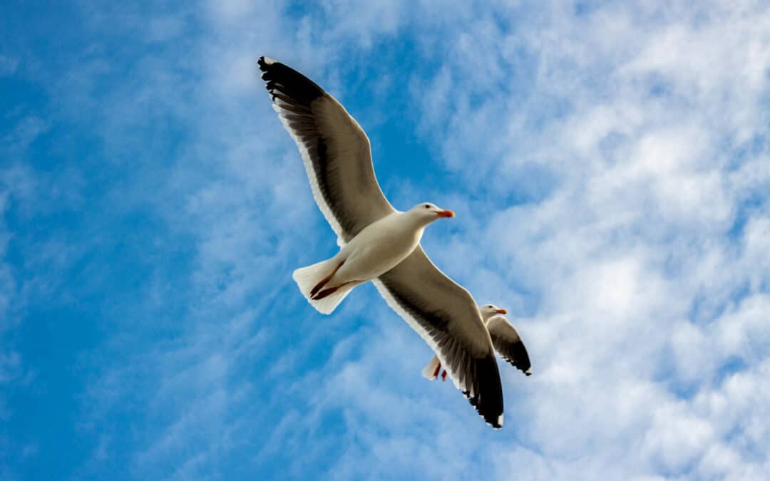 April 2020: Breite deine Flügel aus