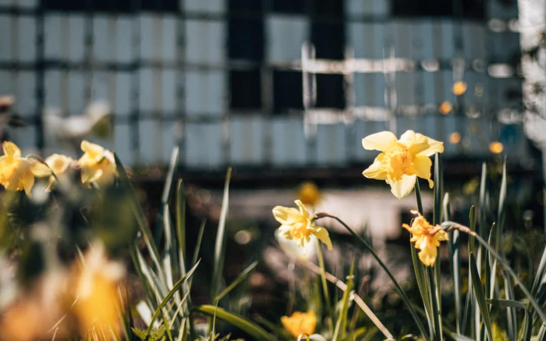Mai 2020: Plejadischer Frühling